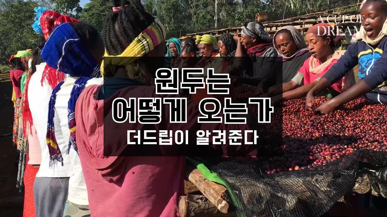 아프리카에서 당신의 손에 전달된 생두! 그 여정을 알아보자!