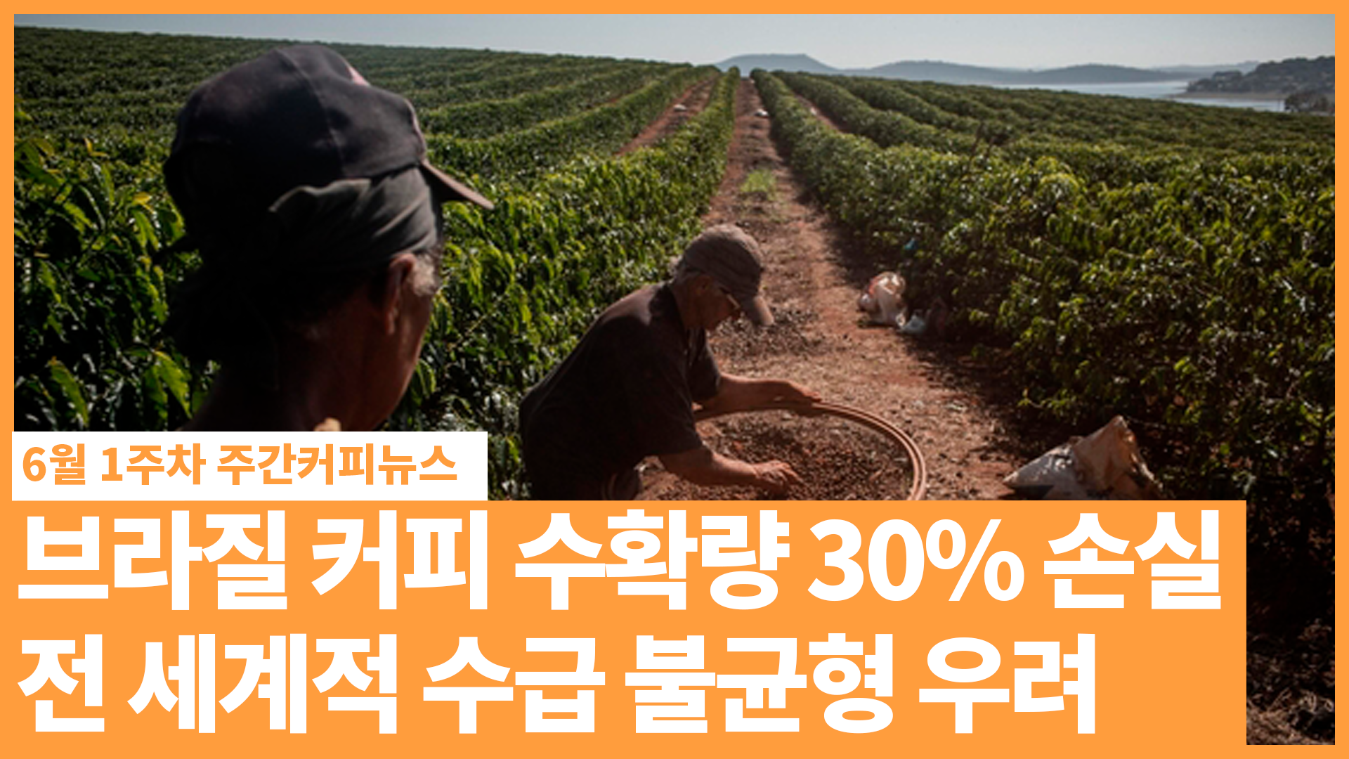 브라질 커피 수확량 30% 손실! 전 세계적 수급 불균형 우려.. / 6월 1주 주간커피뉴스, 커피TV