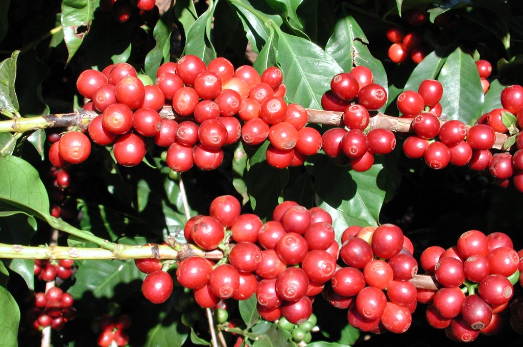 coffee20cherries20at20monte20alegre