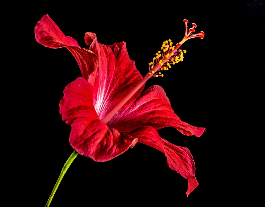 hibiscus-276477_960_720